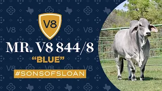 Sons of Sloan: See Mr. V8 844/8 'Blue' - An Exceptional Brahman Bull from V8 Ranch