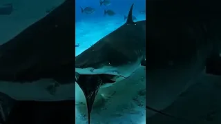 sharks in their natural habitat