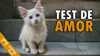Cómo Saber Si Tu Gato TE QUIERE | Test | 10 Señales De Que Tu Gato Te Ama Y Te Tiene Confianza
