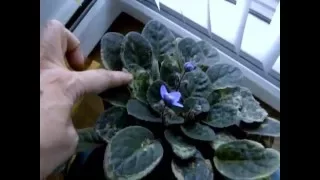 Grooming your African Violet Soil.