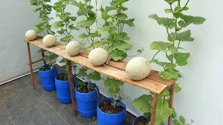 Easy method to grow cantaloupes at home with big, sweet fruits