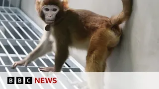 Cloned rhesus monkey created in China to speed up medical research | BBC News
