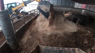 Cleaning Monoslope Barn and Bedding with Sawdust