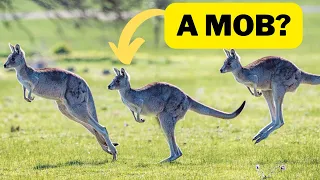 50 Weird Names given to group of animals!