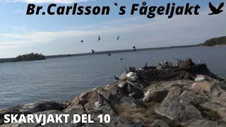 Skarvjakt Del 10 (Cormorant hunting in Sweden).