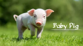 AWESOME MOTHER PIGS & THEIR PIGLETS - A Must See / CUTE BABY PIGS COMPILATION 2022