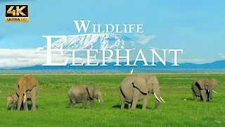 Cute Majestic Giants | 4K African Wildlife, African Elephants | Relax Music