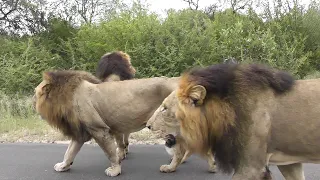 Best Male Lion sighting ever. Lions cause big traffic jam. Watch this amazing video.