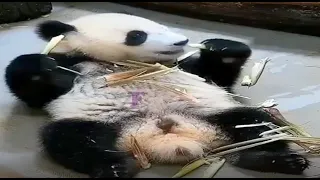 Panda Dance Tik Tok --- Aww Cute Panda --- Funniest Animals Compilation #1