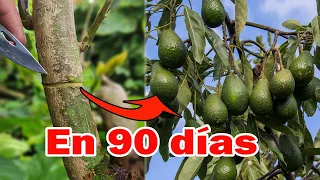 Quieres que tu árbol de AGUACATE explote haz este truco EXPLOTARA de FRUTOS en poco tiempo 100% REAL