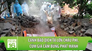 Cảnh báo dịch tả lợn Châu Phi, cúm gia cầm bùng phát mạnh | VTC16