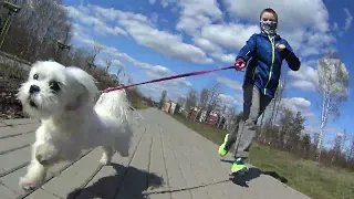 Maltese dog fast run