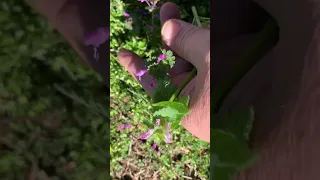 How to tell the difference in purple dead nettles and henbit