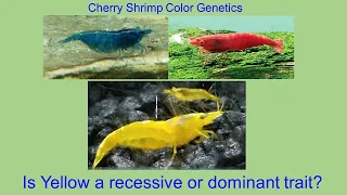 Cherry Shrimp Color Genetics: Is Yellow a recessive or dominant trait?