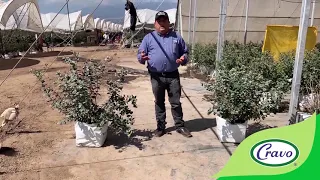 Update on comparison of Atlas blueberries in a retractable cooling house and tunnels, Mexico, Feb/21