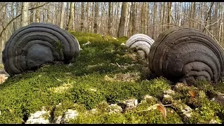 Нашел удивительные НАХОДКИ в старом ЛЕСУ!!! ВОТ ЭТО ДА!!! В Поисках Клада и Сокровищ