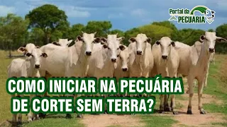 Como iniciar na pecuária de corte sem terra?