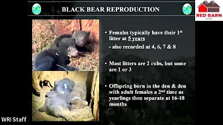 Red Barn Event: Human-Black Bear Interactions & What to Do