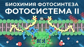 Биохимия фотосинтеза: #1. Фотосистема II [This Glorious Clockwork]