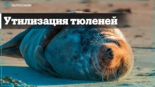 С побережья Каспийского моря вывозят туши погибших тюленей