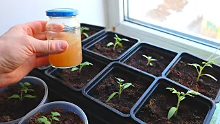 Хотите крепкую рассаду и супер урожай помидор? Смотрите это видео. Секреты выращивания рассады.