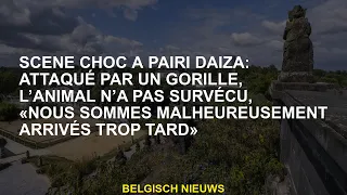 Scène choquante de Pairi Daiza : Attaqués par des gorilles, les animaux n'ont pas survécu, "malheure