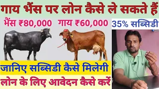 पशु लोन कैसे लें 2024 | गाय भैंस पर लोन कैसे लें | pashupalan loan Yojana | how to apply pashu loan