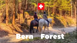 Bern | Switzerland 🇨🇭/ Walking / Nature/ Beautiful Forest 🌳2022