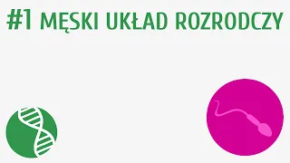 Męski układ rozrodczy #1 [ Rozmnażanie i rozwój ]