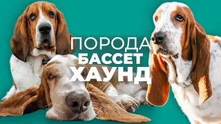 Все о породе БАССЕТ ХАУНД 🐾 Плюсы и минусы, уход, характер, воспитание, отзывы, дрессировка история📚