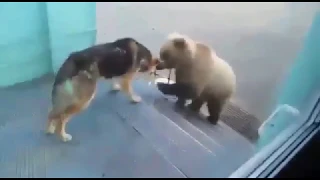 медведица пытается открыть дверь ( Bear is trying to open the door Kamchatka Russia )