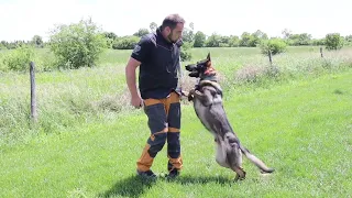 What a training with my German Shepherd looks like