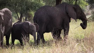 TARANGIRE NATIONAL PARK WITH ALOITO AFRICA