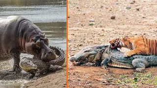 5 Animals That Can Take Down a Crocodile EASILY