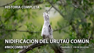 Así crece un pichón de Urutaú Común (Nyctibius griseus)