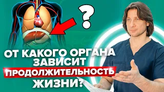 Как поджелудочная железа может влиять на продолжительность жизни? Что любит поджелудочная железа?