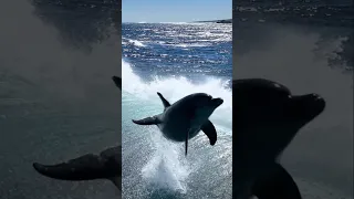 GIANT FISH JUMPS AT DRONE