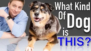 All Dog DNA Tests are not Created Equal