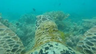 Великий бар'єрний риф очима черепахи