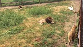 Дружное львиное семейство в парке Тайган