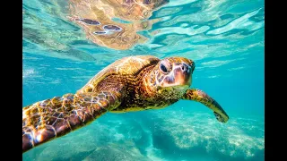 Welcome to Cayman Turtle Centre: Island Wildlife Encounter