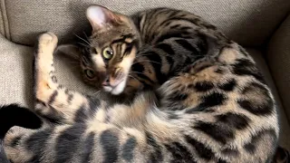 Benjamin knows how to act cute ❤️ #kitten #cat #bengal