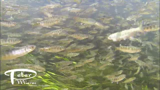 Juvenile chinook salmon smolts 4K  underwater stock footage