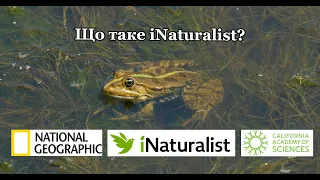 Що таке iNaturalist та як допомогати науковцям просто гуляючи з телефоном?