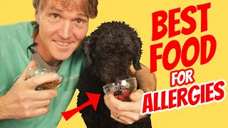 Raw Dog Food Is Better For Allergy