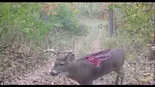 INSANE TRAIL CAMERA CATCHES DEER WITH MISSING BACK 😳