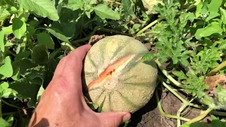 Дыня Шарантская ( Charentais Melon )