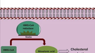 Mechanism of action of Statins