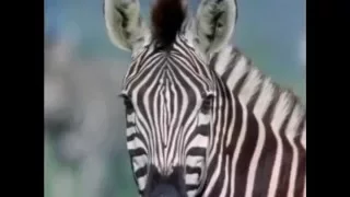 Zebra VS Leopard (with SFX from Spirit: Stallion of the Cimarron) (READ DESCRIPTION BELOW)