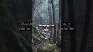 Dünyanın En Ürkütücü Ormanları